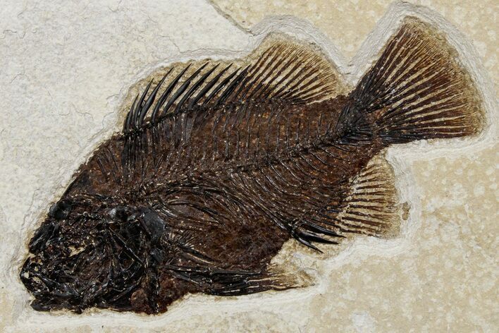 Detailed Fossil Fish (Cockerellites) - Wyoming #349252